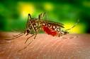 mosquito Aedes Aegypti, transmisor de la fiebre amarilla